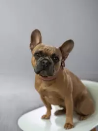 Phoebe